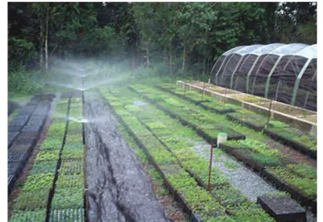 Greenhouse with beds being irrigated by micro-sprinkler