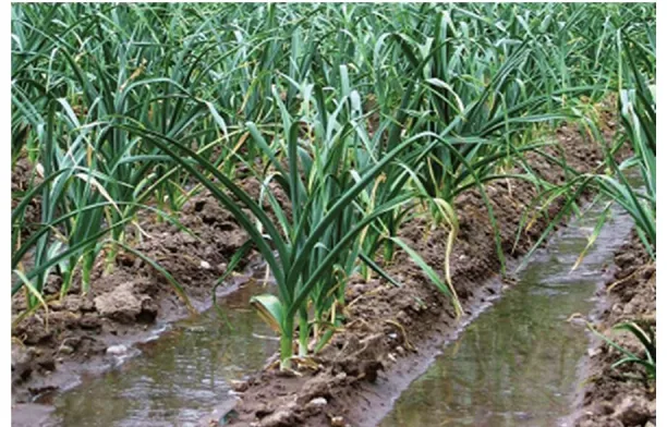 Plantation with water running through furrows between the rows