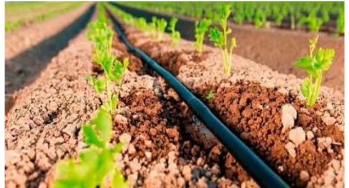 Drip hose running along the row of seedlings in the soil